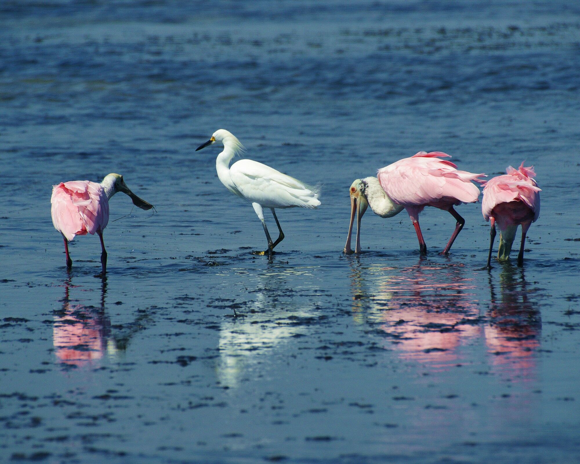 Click to See Next Image